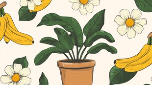 热带风情的家居装饰