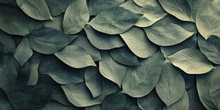 绿色叶子的抽象纹理