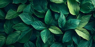 绿色叶子的特写