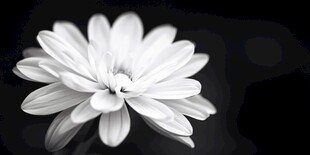 黑白花卉摄影作品