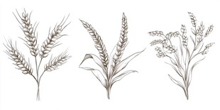 谷物手绘图集
