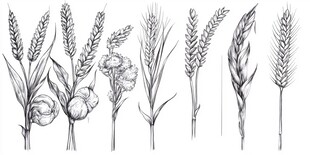 谷物与植物的素描