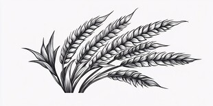 黑白线条麦穗图案