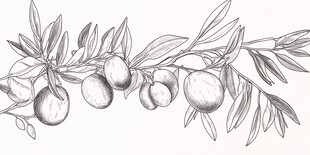 橄榄枝与果实的线描画