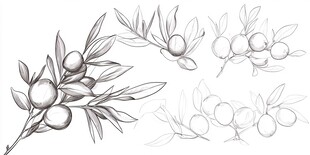 橄榄枝与果实的铅笔素描