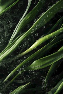 绿叶与气泡的舞蹈