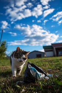 猫与垃圾袋的遭遇