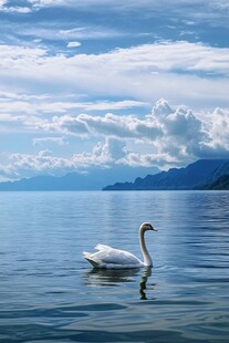 云端之上的天鹅