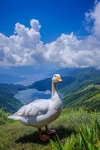 湖畔白鹅 背景是蔚蓝天空和绿色山丘