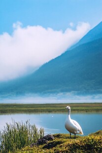 湖畔白鹅 山峦云海