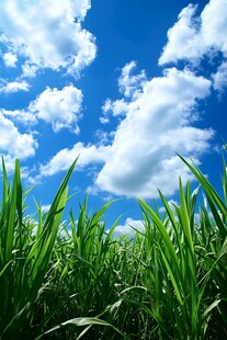 蓝天白云下的绿色田野