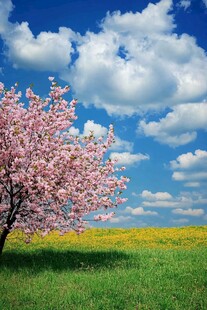 春日里的小树和油菜花田