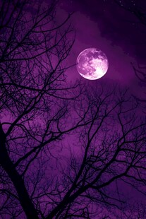紫色月光下的寂静森林