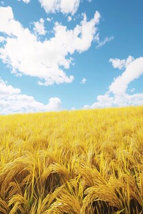 金色稻田 蓝天白云