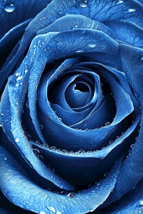 神秘蓝玫瑰的特写