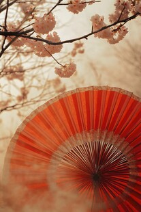 樱花伞下的浪漫