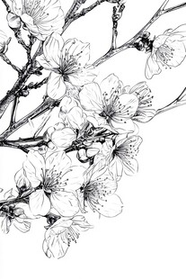 黑白线条画杏花