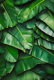 绿色热带树叶的密集覆盖