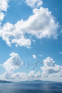 云海之上 鸟群飞翔