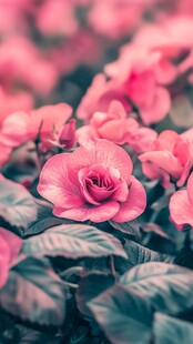 粉色玫瑰的浪漫之旅