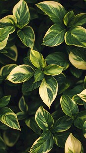 绿色斑驳的叶子