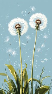 蒲公英的轻舞飞扬