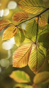 秋日暖阳下的树叶特写