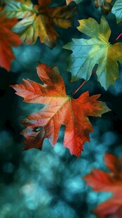 秋日枫叶映水光