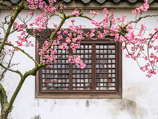春日里 窗外的花开