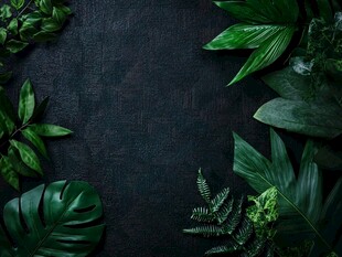 绿意盎然 自然之韵