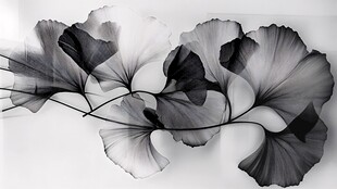 银杏叶艺术摄影