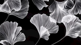 银杏叶艺术摄影