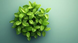 绿色植物墙艺术