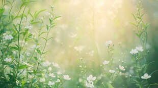 阳光下的白色小花