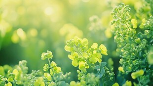 阳光下的绿色田野