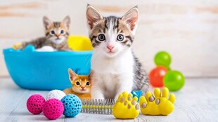 可爱猫咪与宠物玩具