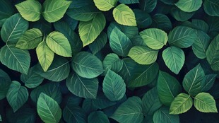 绿色叶子的密集生长