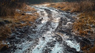 森林中的泥泞小径