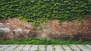 绿色爬山虎覆盖的老旧砖墙