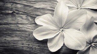 木质背景上的白色花朵