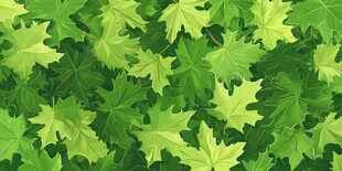 绿色枫叶的密集覆盖