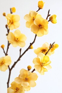 腊梅绽放