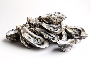 生蚝的魅力