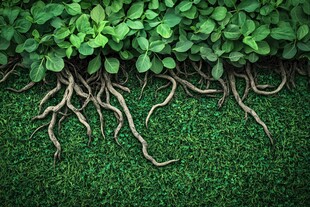 绿色植物的根系和叶子