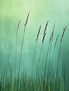 绿色草地与纹理背景