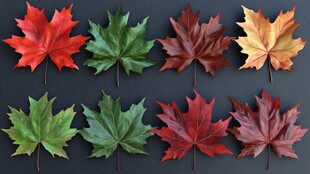 枫叶的四季变迁