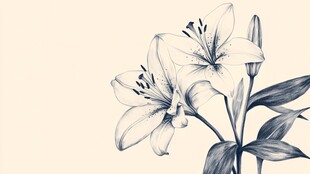 百合花铅笔素描