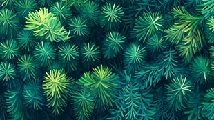 绿色植物的密集生长