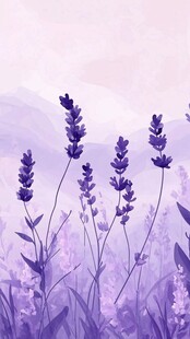 薰衣草田野的朦胧黎明