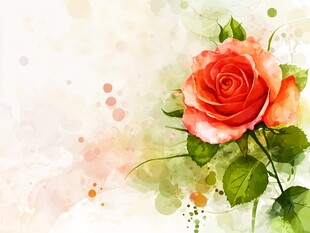 绚烂玫瑰 水彩画风
